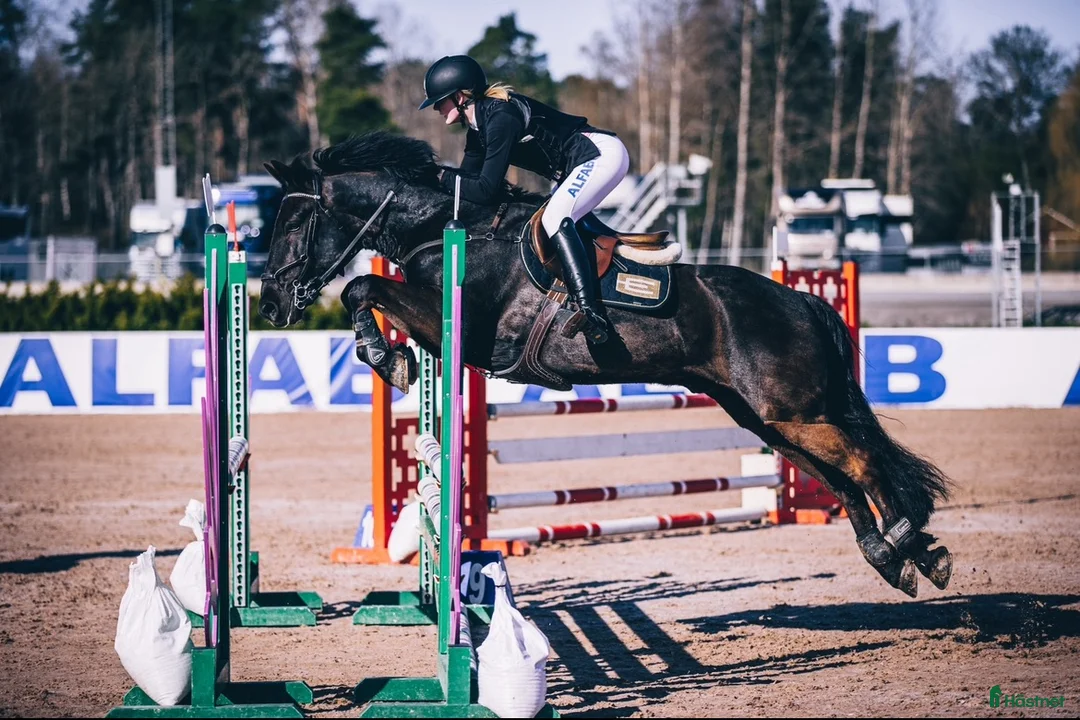 Hoppning hästar till salu: Välutbildad D-ponny med hjärta och kapacitet - Annons 1