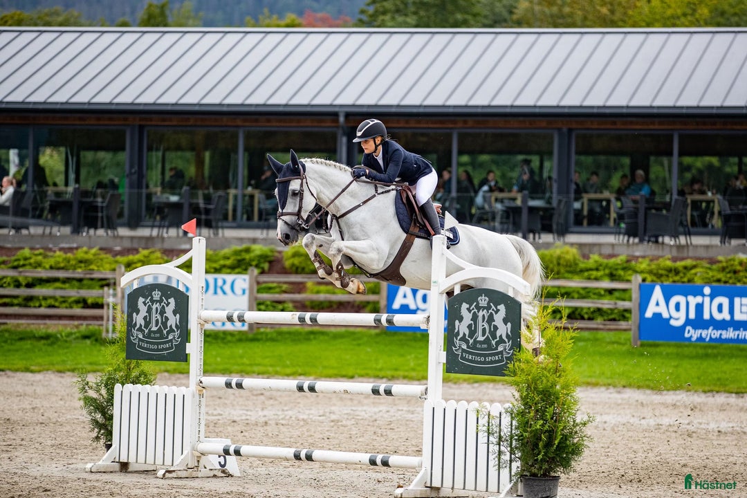 Hoppning hästar till salu: Trevlig hopphäst ! i Nyköping - Annons 2