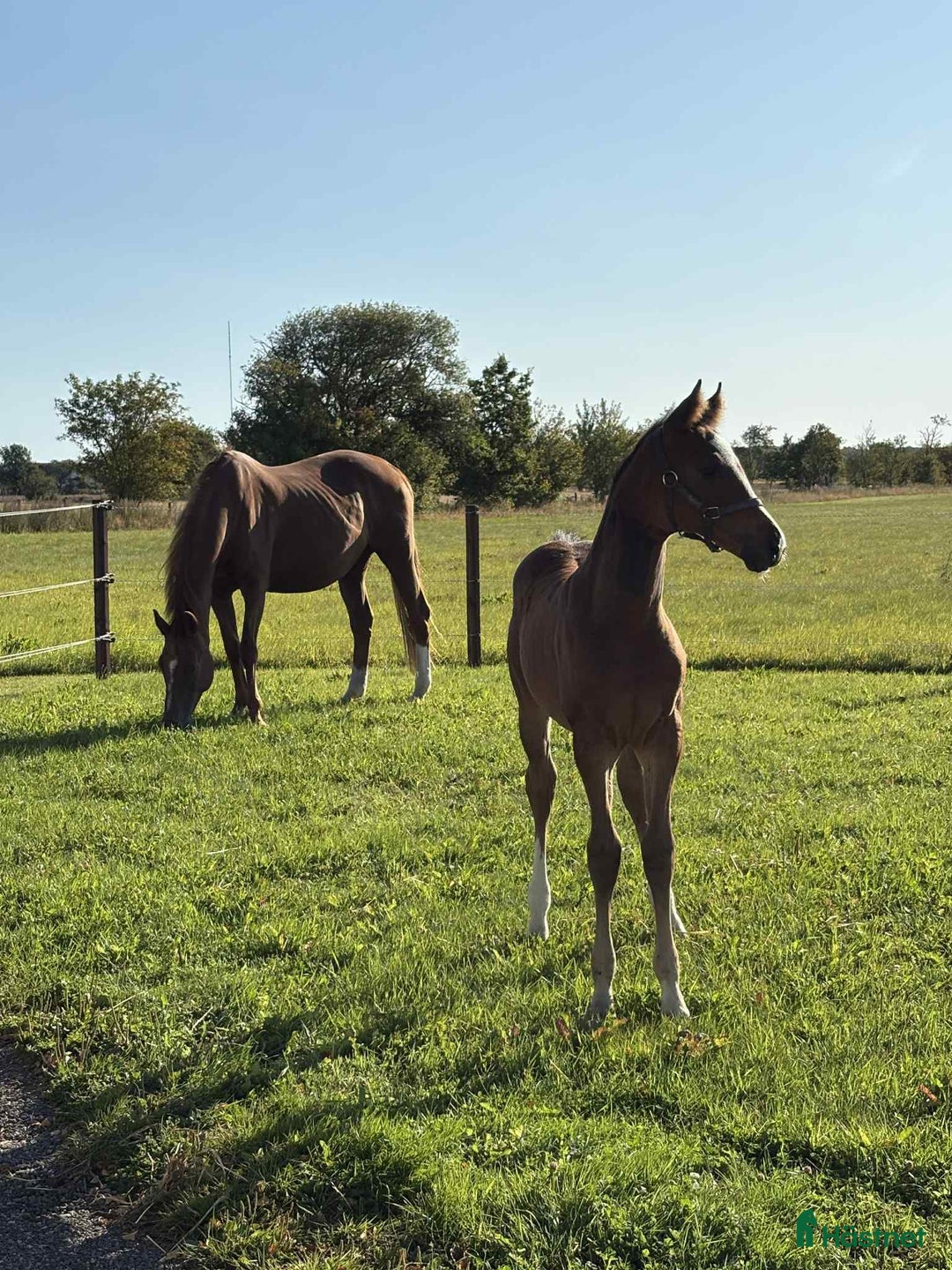 Dressyr hästar till salu: Lovande stoföl e. Indium ts. Ev. bytes! i Tollarp - Annons 2