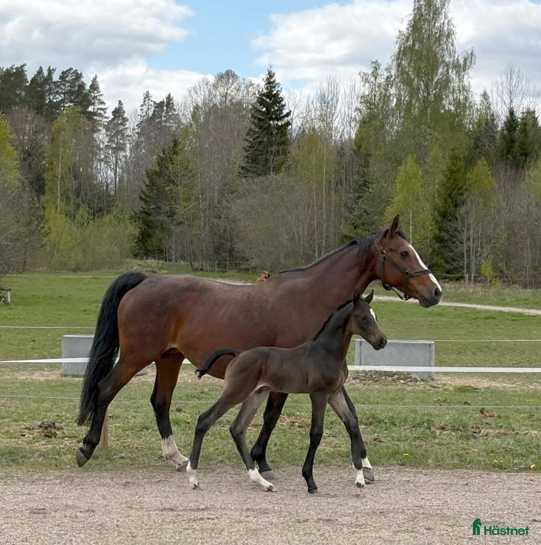 Avelshästar hästar till salu: Avelssto e Bamako de Muze dräktig med Cascadello I i Eskilstuna - Annons 9