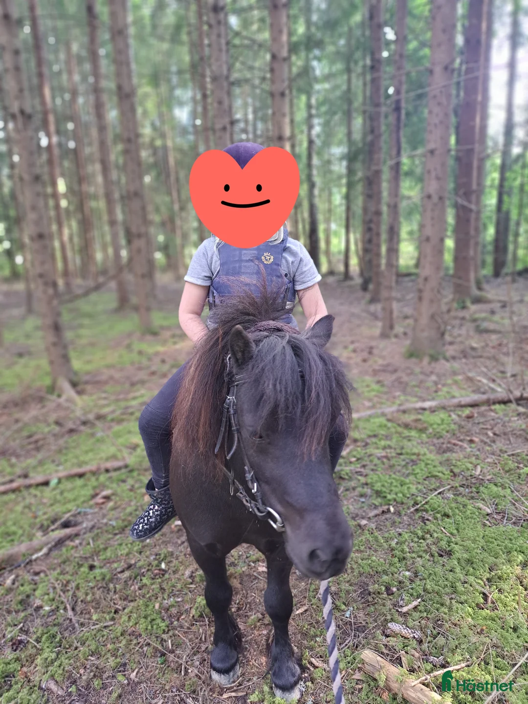 Allround hästar till salu: Snäll, välkörd och riden Shetlandsponny i Forshaga - Annons 5