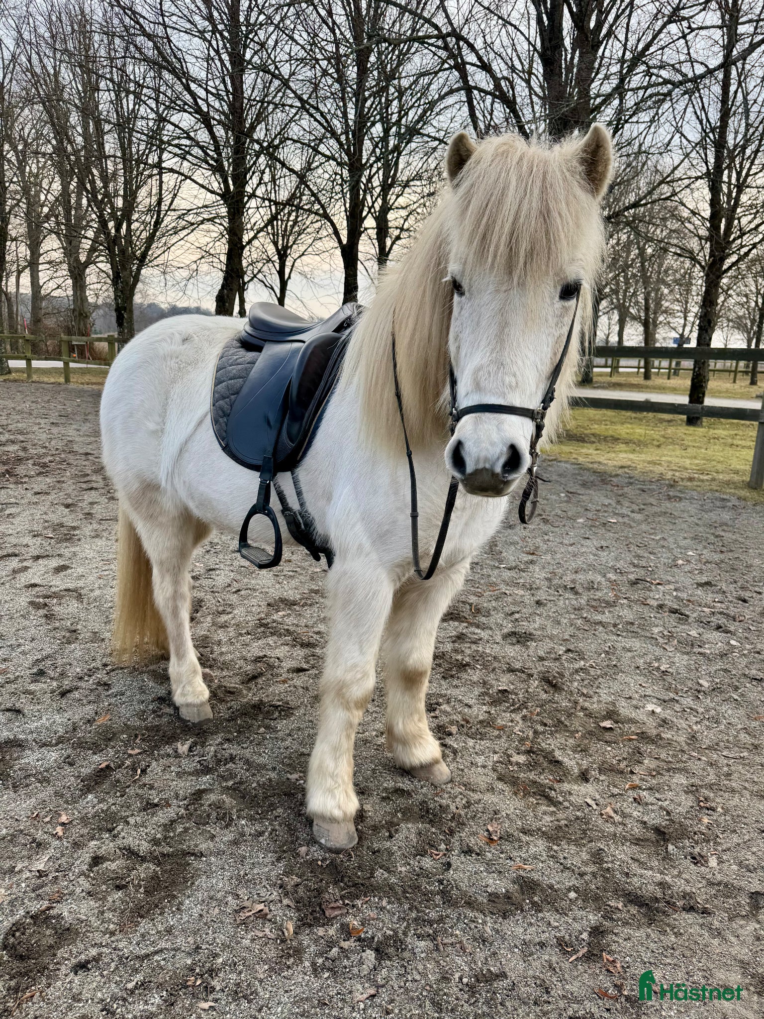  hästar Jättefin valack - Annons 3