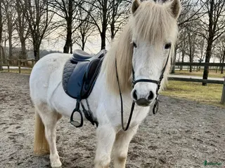 hästar Jättefin valack - Annons 3