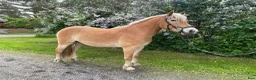 Allround hästar till salu: Trevlig haflinger  - Annons 2