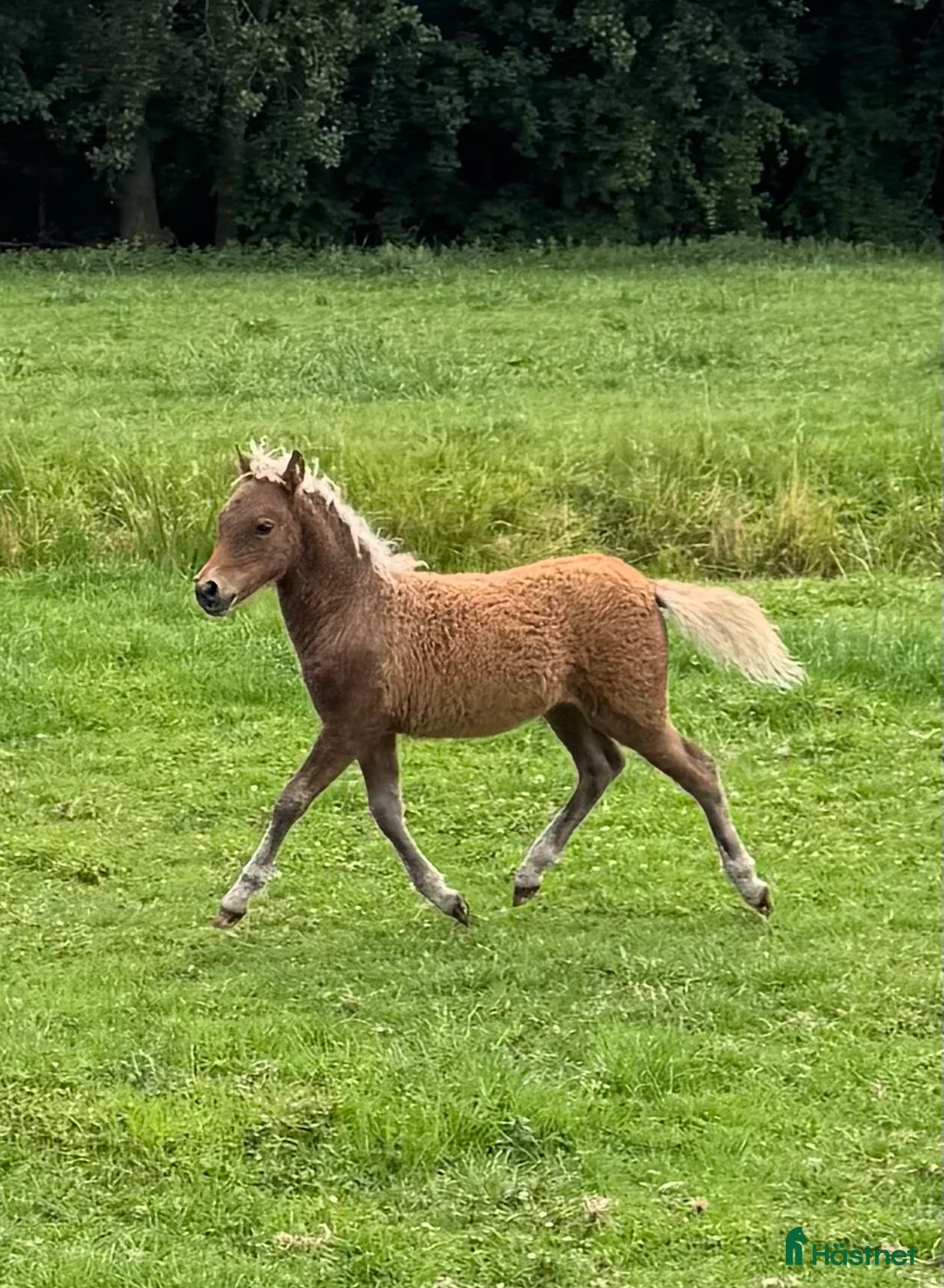 Avelshästar hästar till salu: Beautiful mini curly filly  i Ekshärad - Annons 2