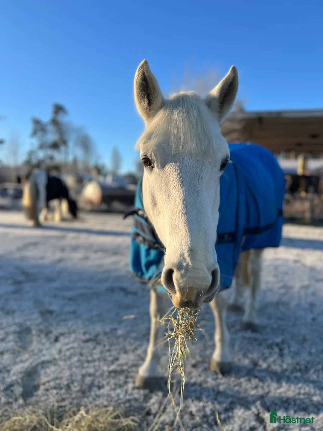 Allround hästar till salu: Pärlan söker nytt hem⭐️ i Älvängen - Annons 1