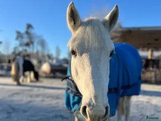 hästar Pärlan söker nytt hem⭐️ i Älvängen - Annons 14