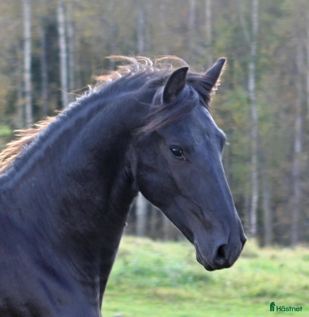 Körning hästar till salu: Super trevlig Frieser valack 3år - Annons 1