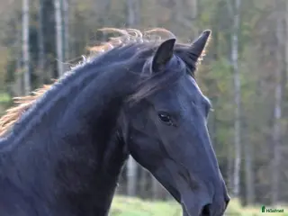 hästar Super trevlig Frieser valack 3år - Annons 1