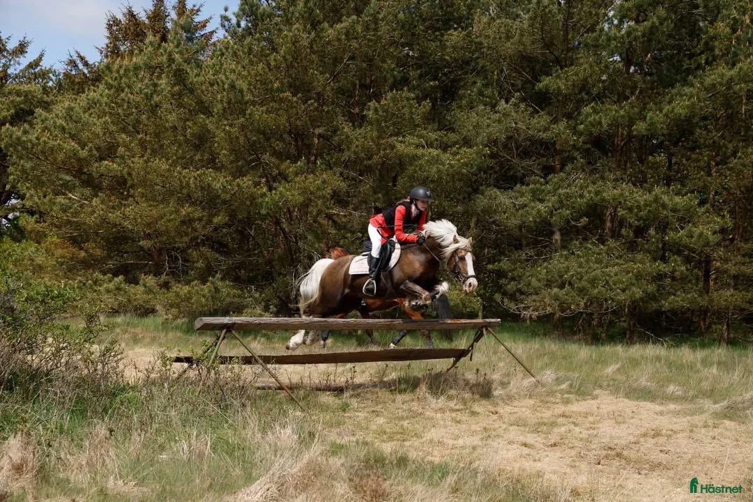 Hoppning hästar till salu: Stjernepony  - Annons 6