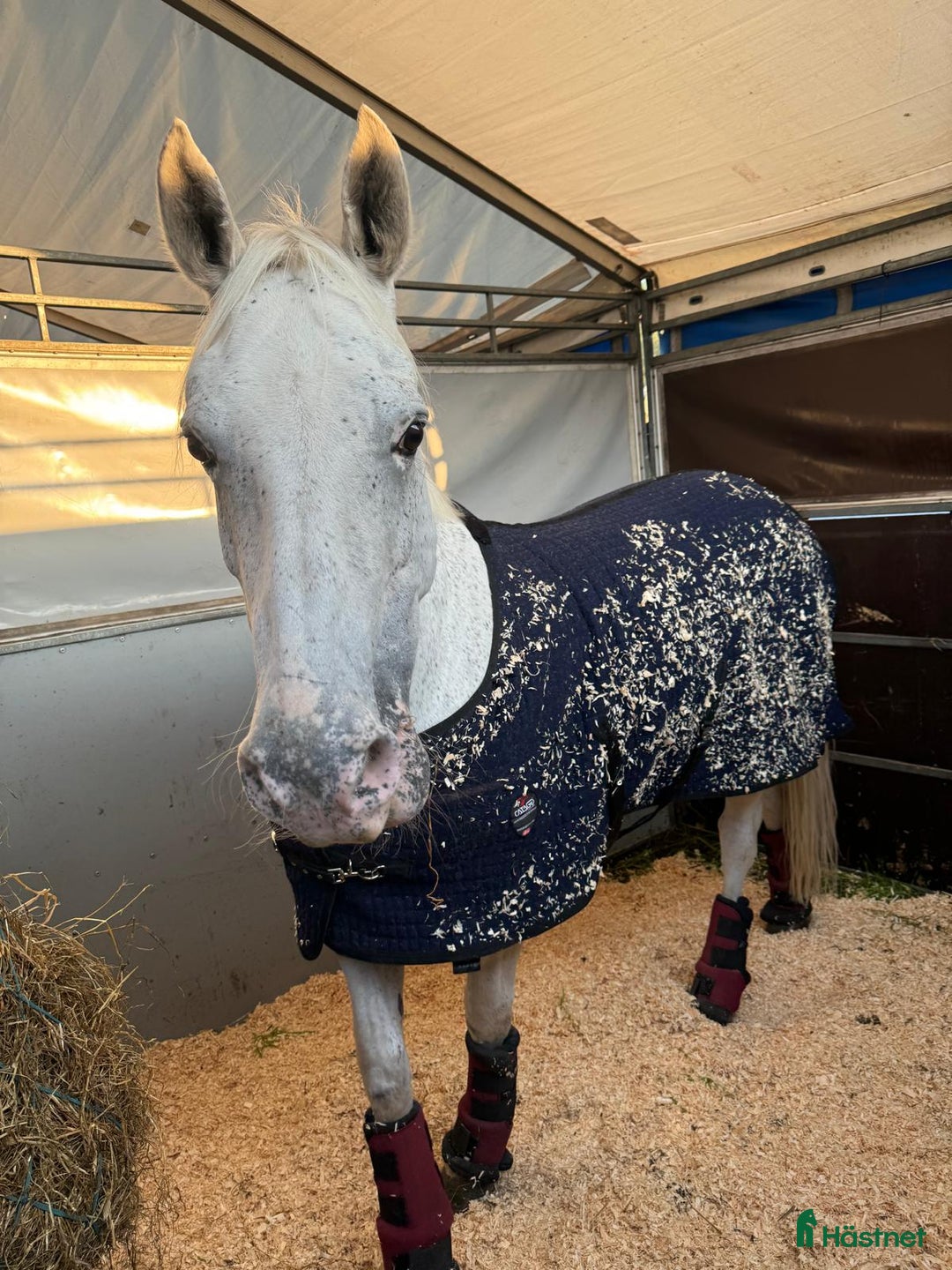 Hoppning hästar till salu: Versatile Show Jumping Pony – Proven Across Europe - Annons 3