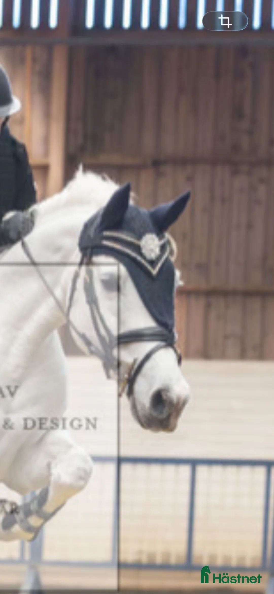 Övrig Hästutrustning hästutrustning till salu: Divoyh pannband - Annons 2