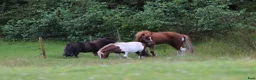  foderhäst sökes: Minishetland letar efter en ny kompis (fodervård) - Annons 8