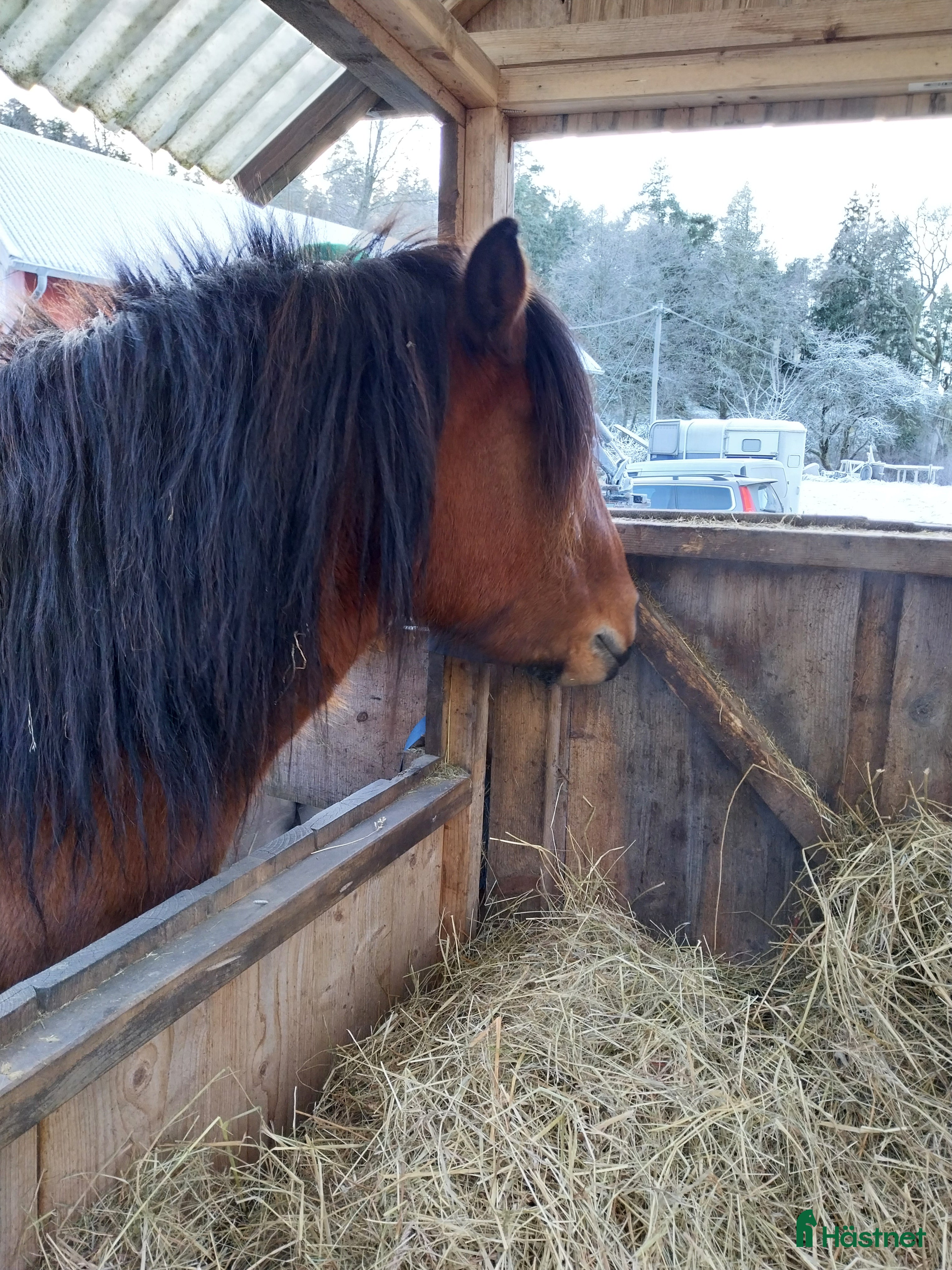  hästar Kompis sökes - Annons 15