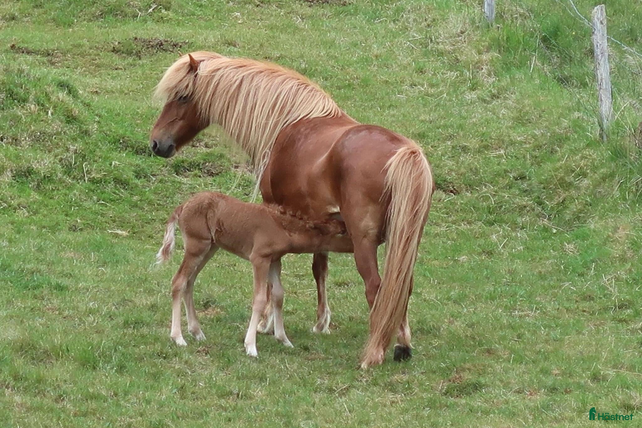  hästar Vackert äldre avelsto i Ljusdal - Annons 1