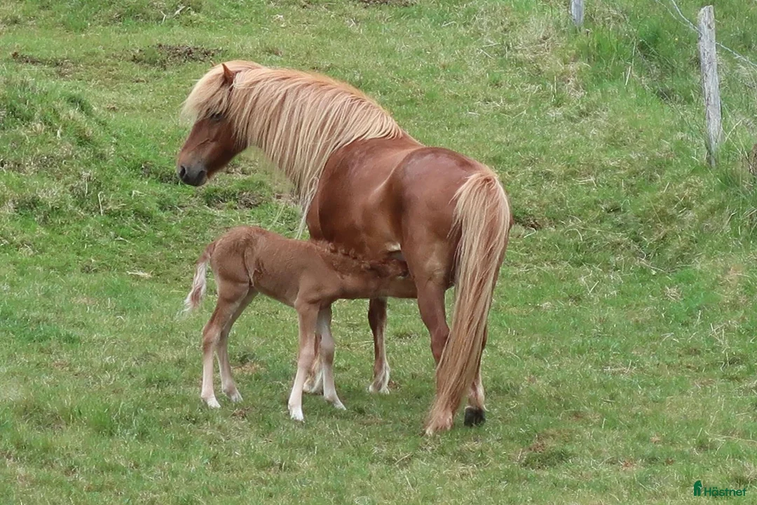 Island hästar till salu: Vackert äldre avelsto i Ljusdal - Annons 1