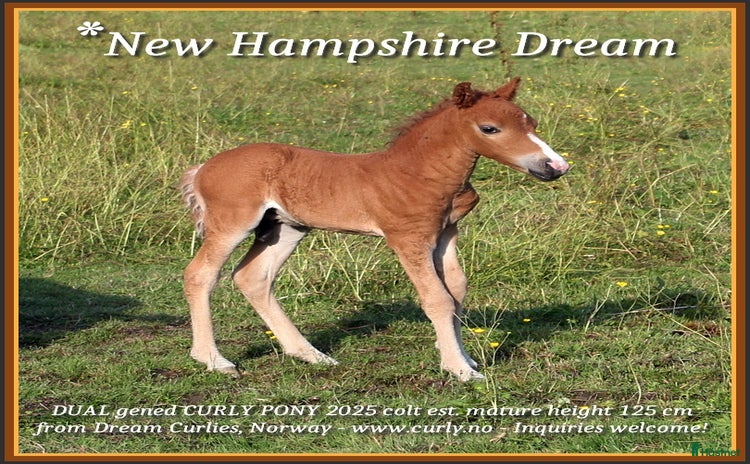  hästar i Holmestrand - Annons 11