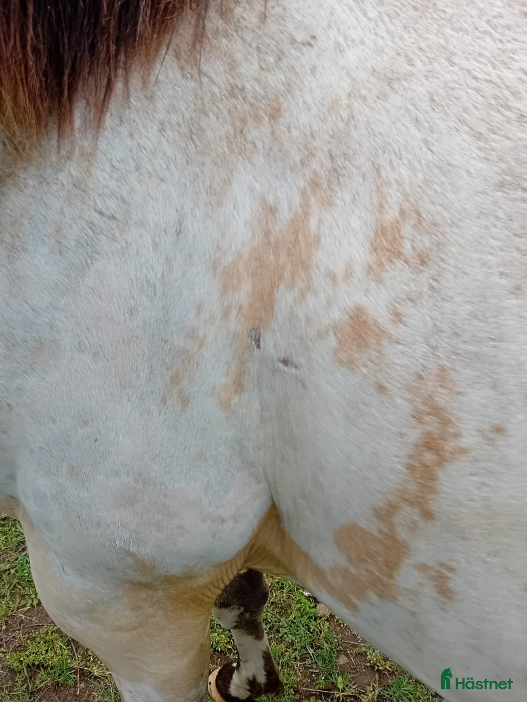 Allround hästar till salu: Appaloosa Colt i Sösdala - Bild 10