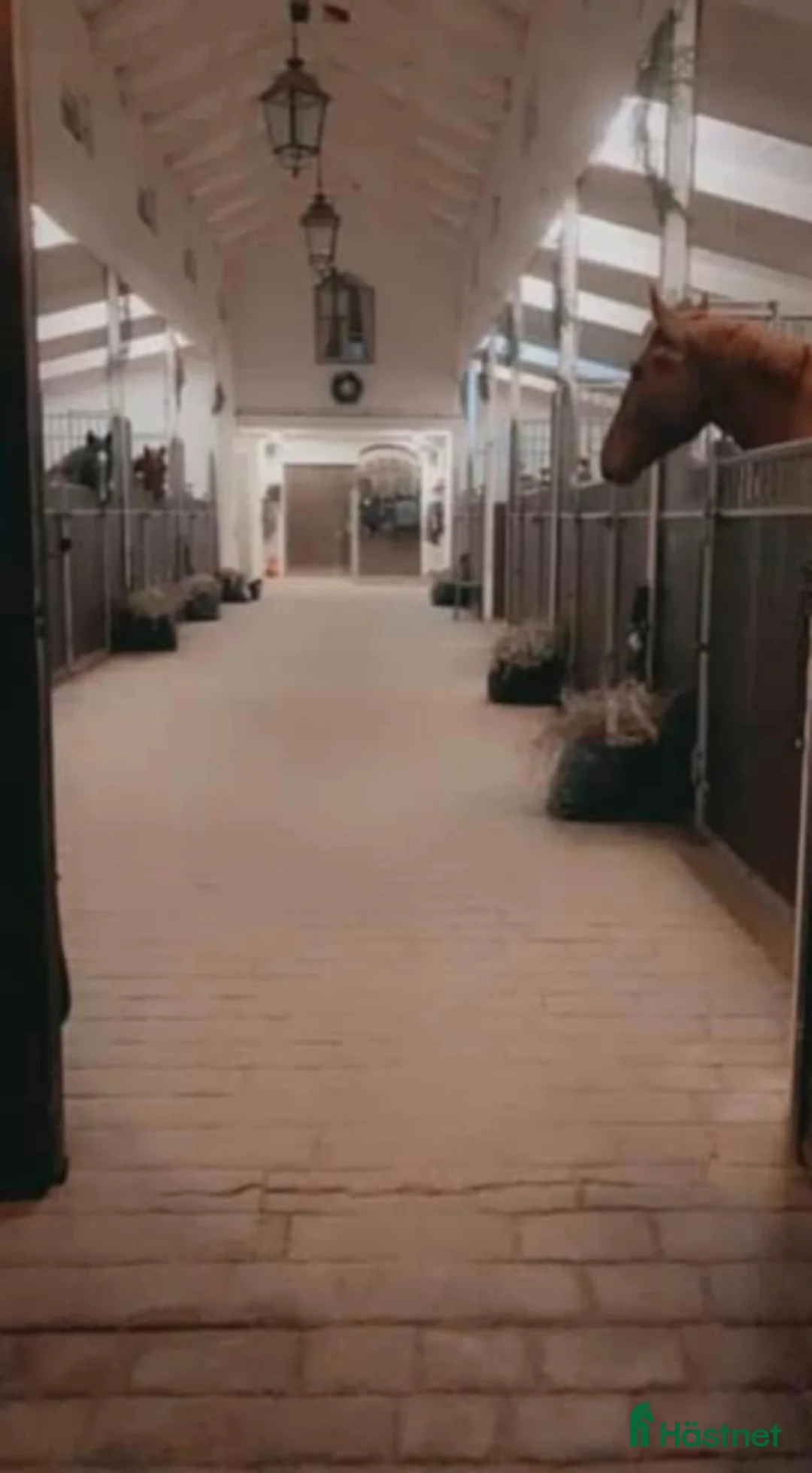  hästjobb finnes: Hästskötare sökes i Ekolsund - Annons 2