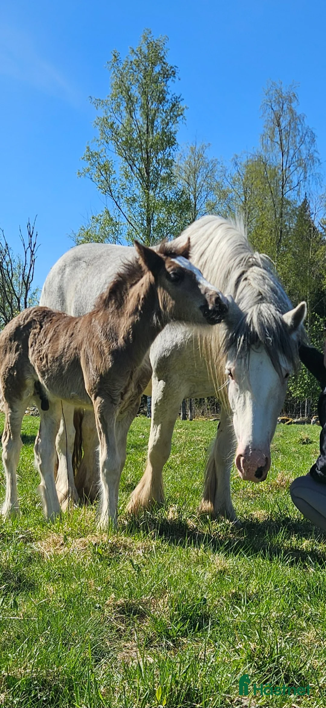 Allround hästar till salu: Stor svart irishcob hingst toppstammad! - Annons 6