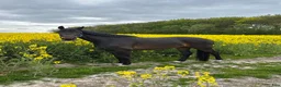 Dressyr hästar till salu: 4 års hest tilsalg  - Annons 4