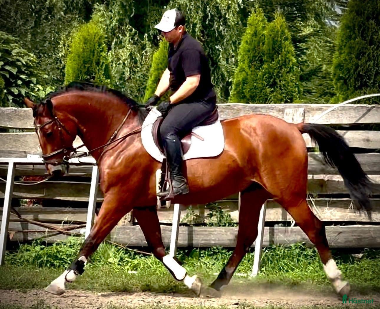  hästar Quality Bay Recreational Gelding – Rubik - Annons 1