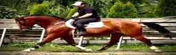 Allround hästar till salu: Quality Bay Recreational Gelding – Rubik - Annons 1