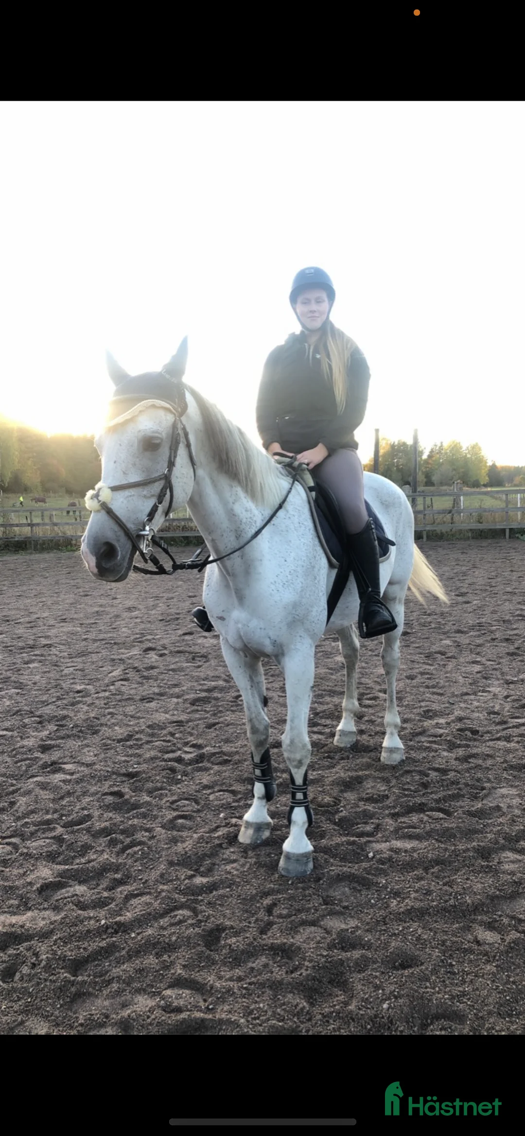 Allround hästar till salu: Fina Stella i Almunge - Annons 2