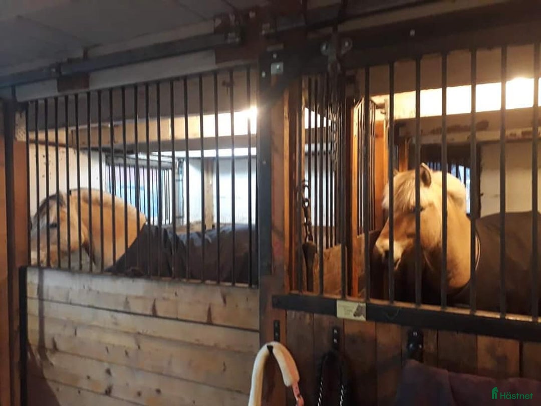  stallplats finnes: Stallplats Box ledig, Ekerö kommun i Skå - Annons 9