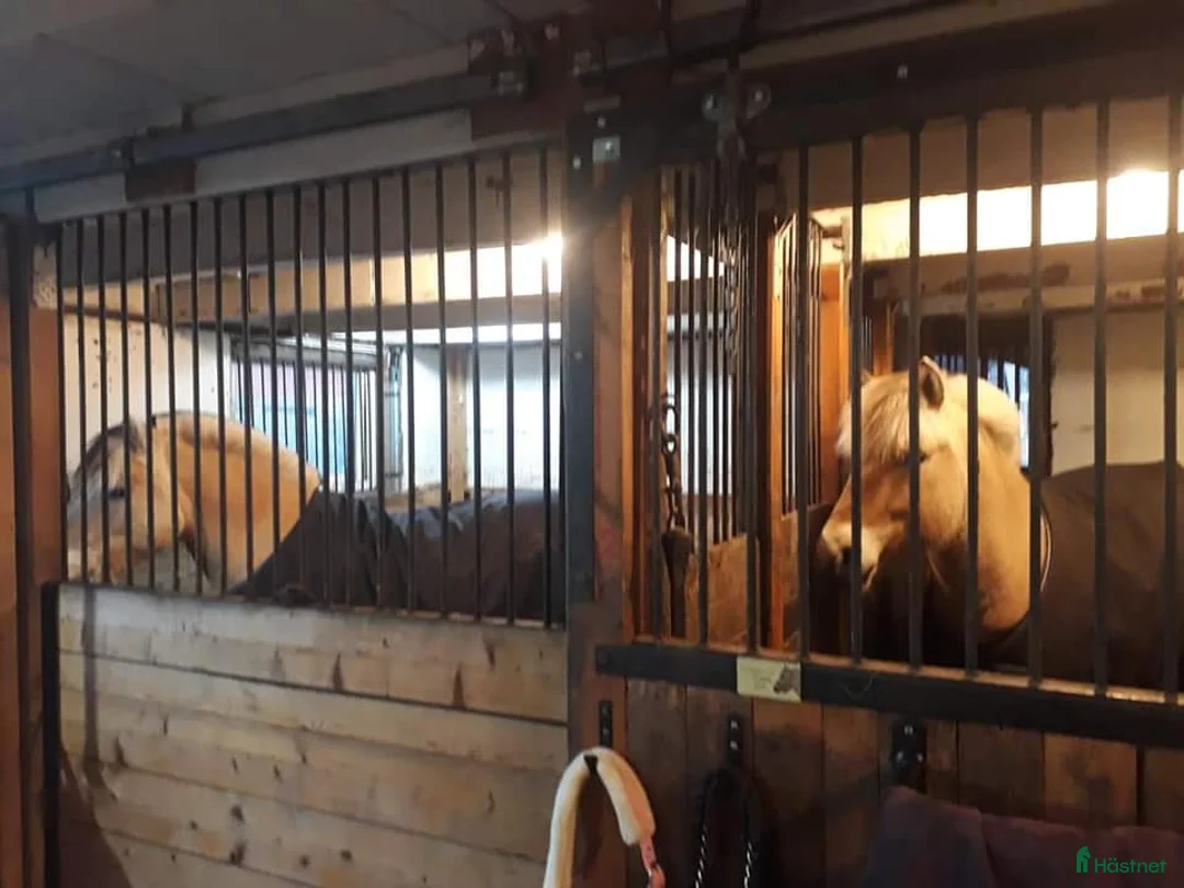  stallplats finnes: Stallplats Box ledig, Ekerö kommun, Skå - Annons 9