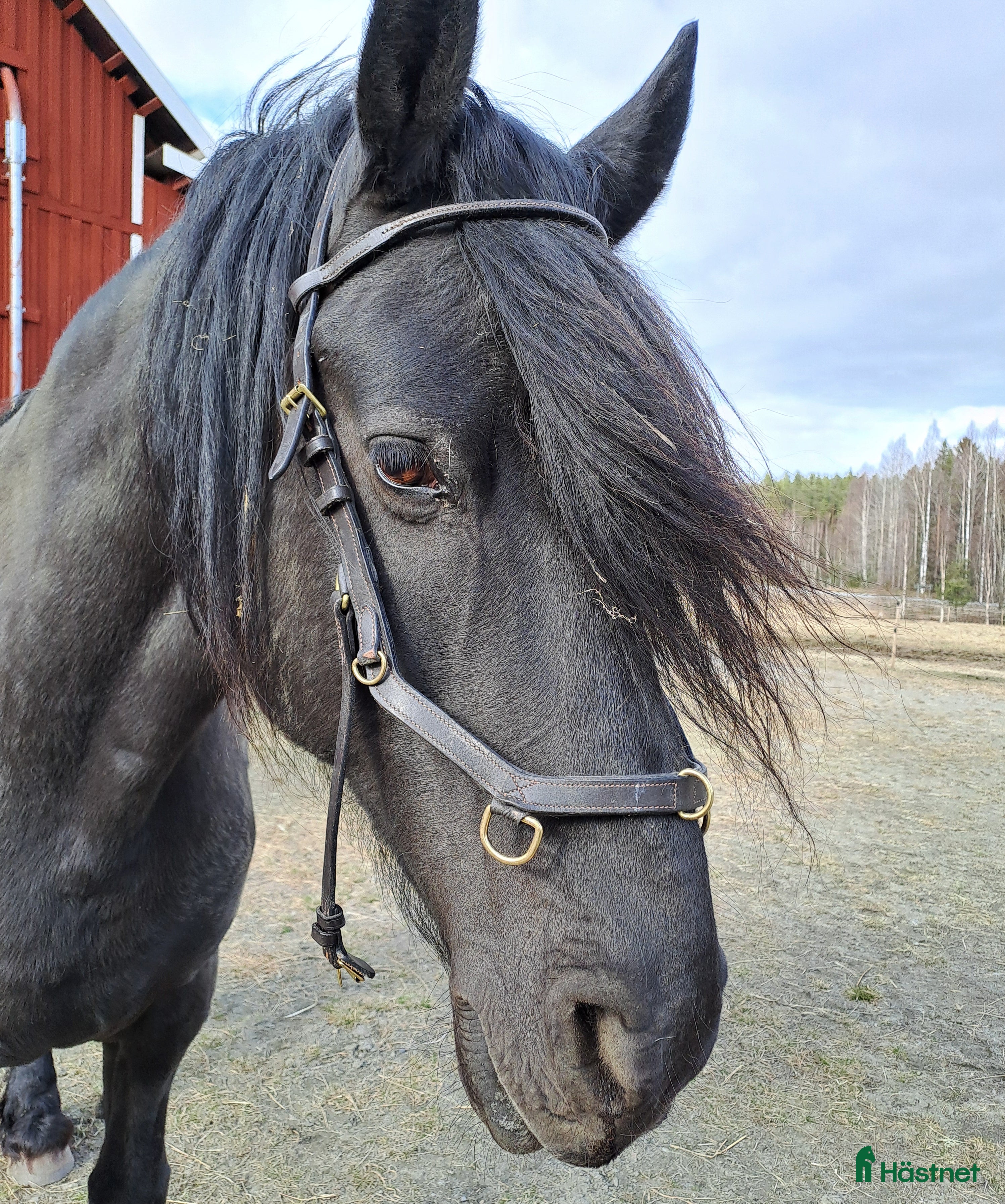 Träns hästutrustning till salu: Micklem träns i Kälarne - Annons 2