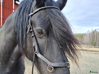 Träns hästutrustning till salu: Micklem träns i Kälarne - Annons 13