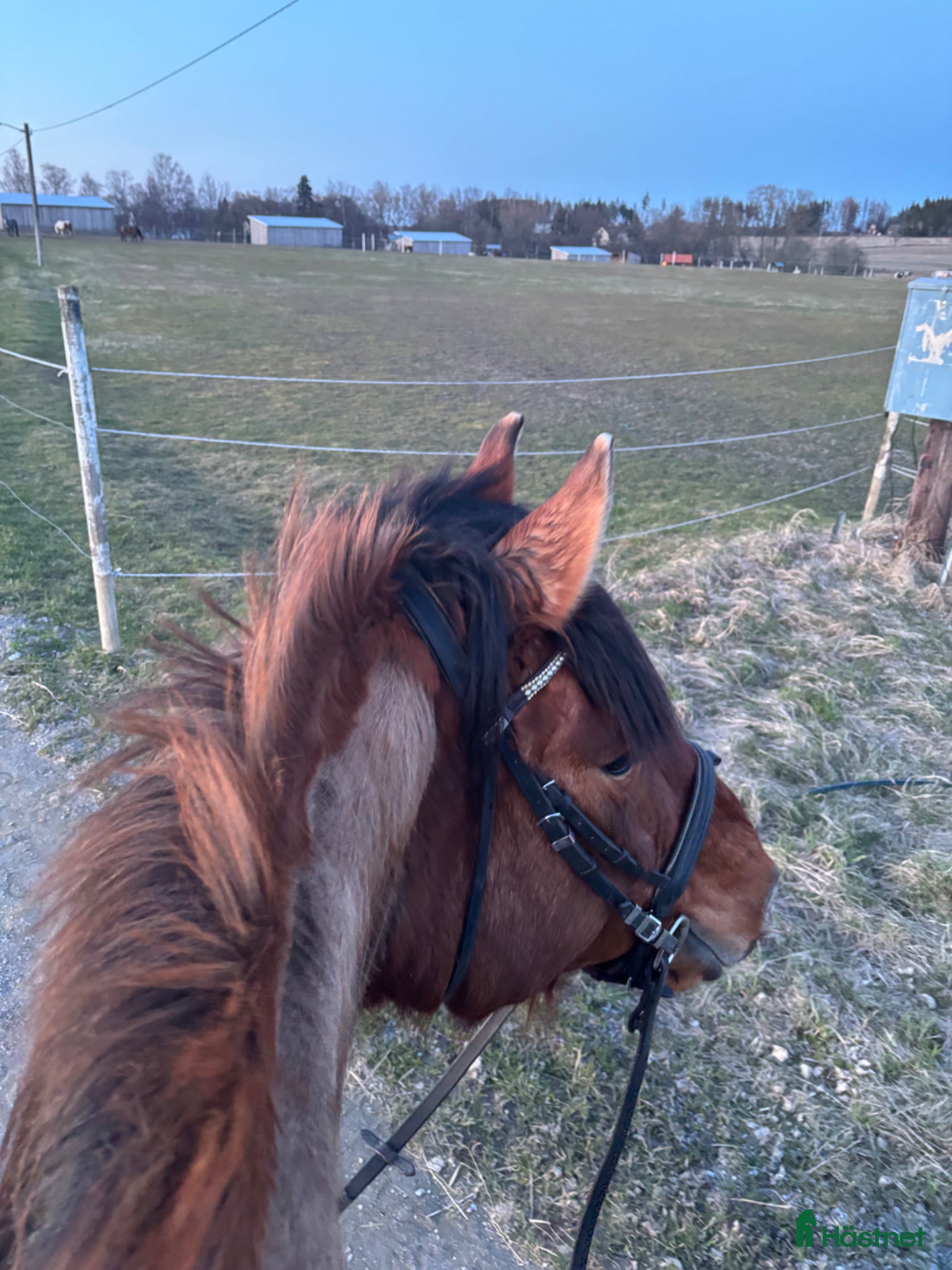  medryttarhäst sökes: Söker medryttar häst eller ponny - Annons 1
