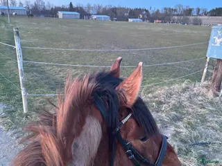 medryttarhäst sökes: Söker medryttar häst eller ponny - Annons 4
