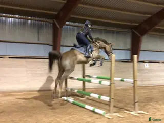 Allround hästar till salu: Lyxig allroundhäst - Annons 1