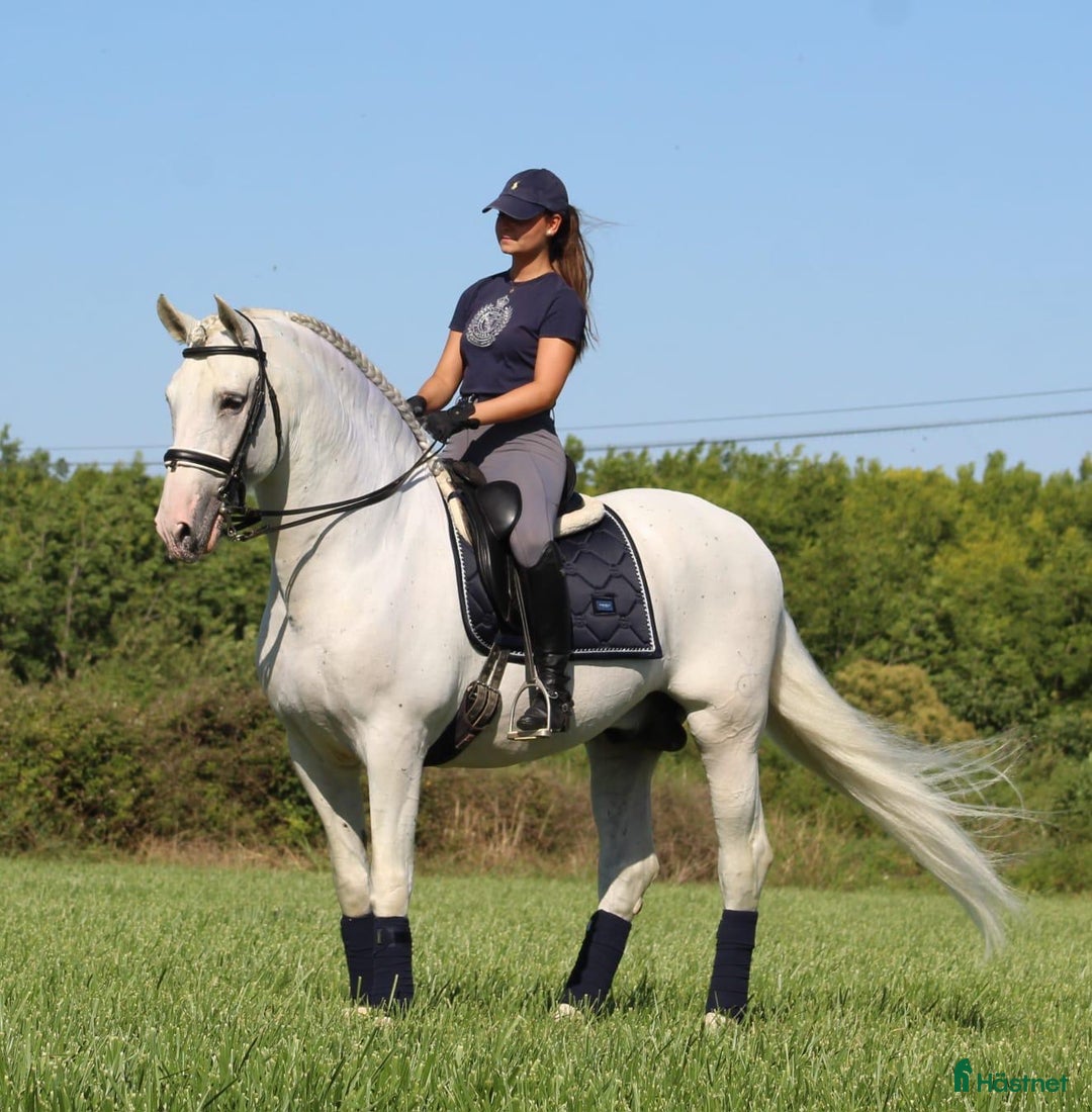 Dressyr hästar till salu: SÅLD - Vacker PRE läromästare - Annons 9