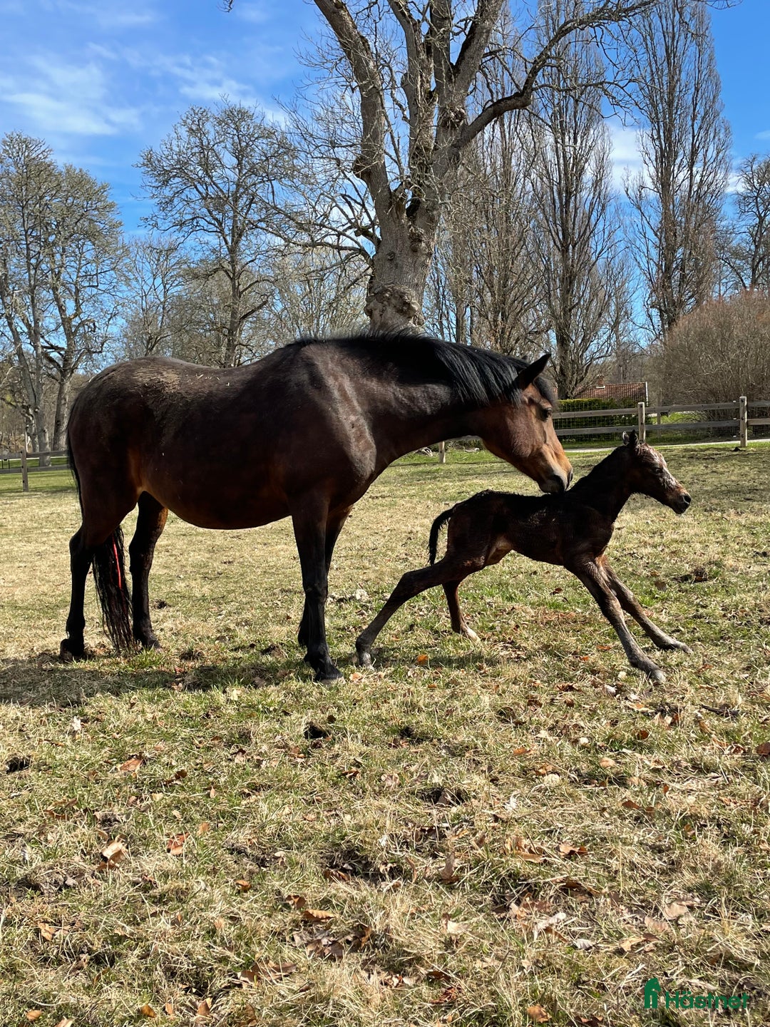 Allround hästar till salu: SUPERFIN New forest-kille till salu! i Hjortkvarn - Annons 5