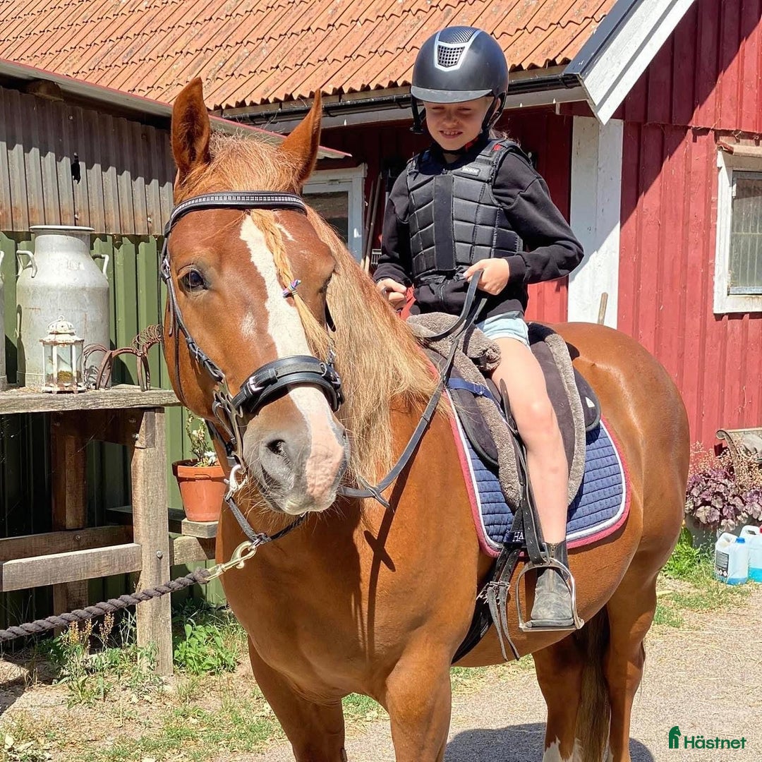 Allround hästar till salu: Söker varaktigt hem i Färjestaden - Annons 2
