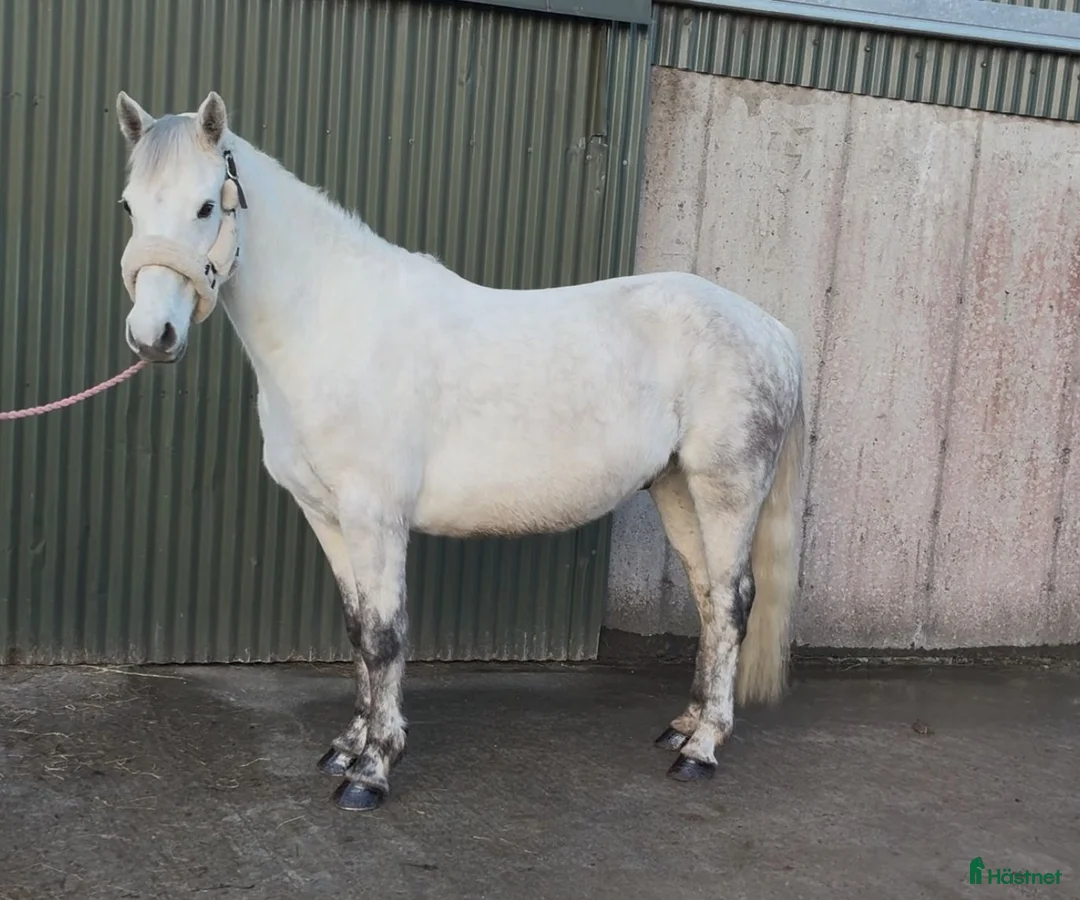 Allround hästar till salu: 6yo Connemara gelding  i Ljungby - Annons 10