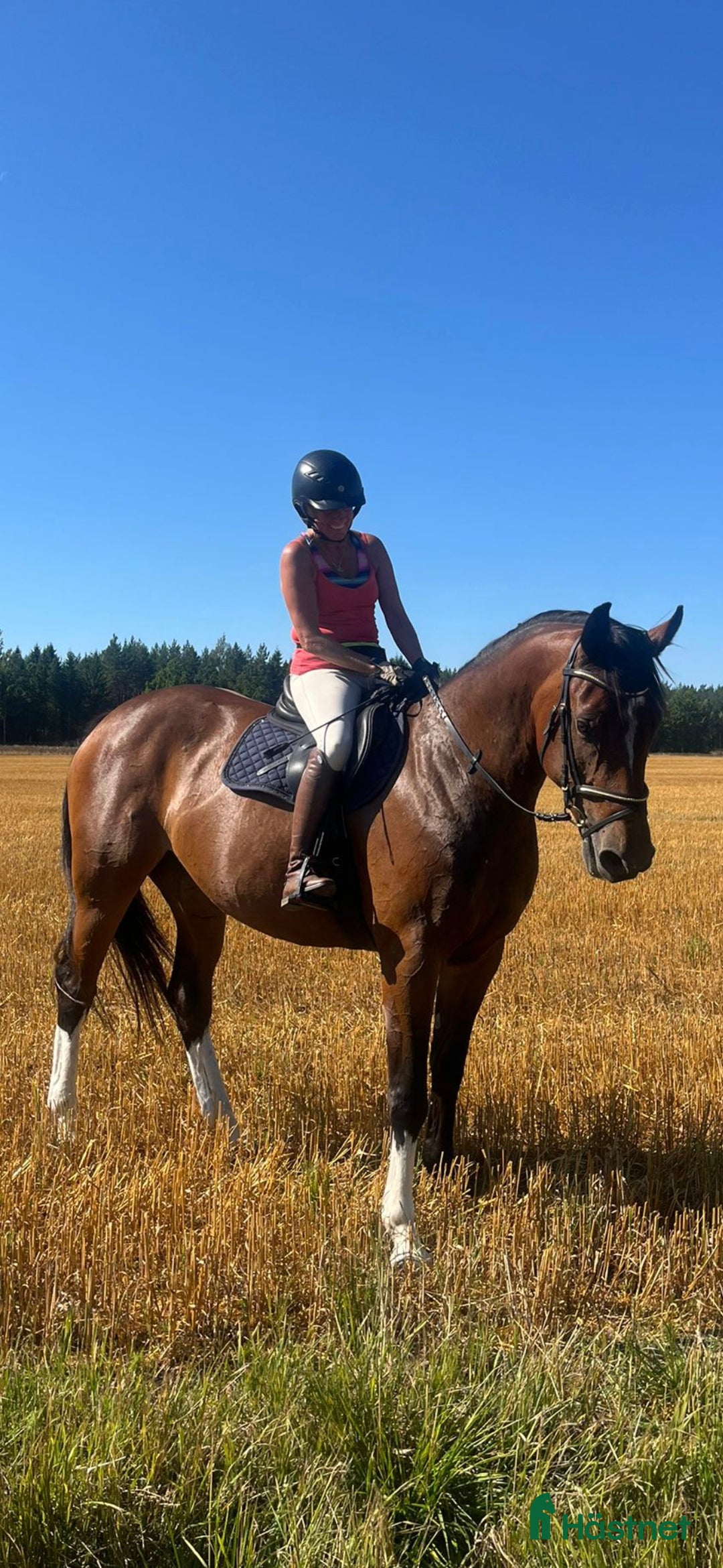 Hoppning hästar till salu: Kvalitativ 5-åring till salu  i Norrköping - Annons 2