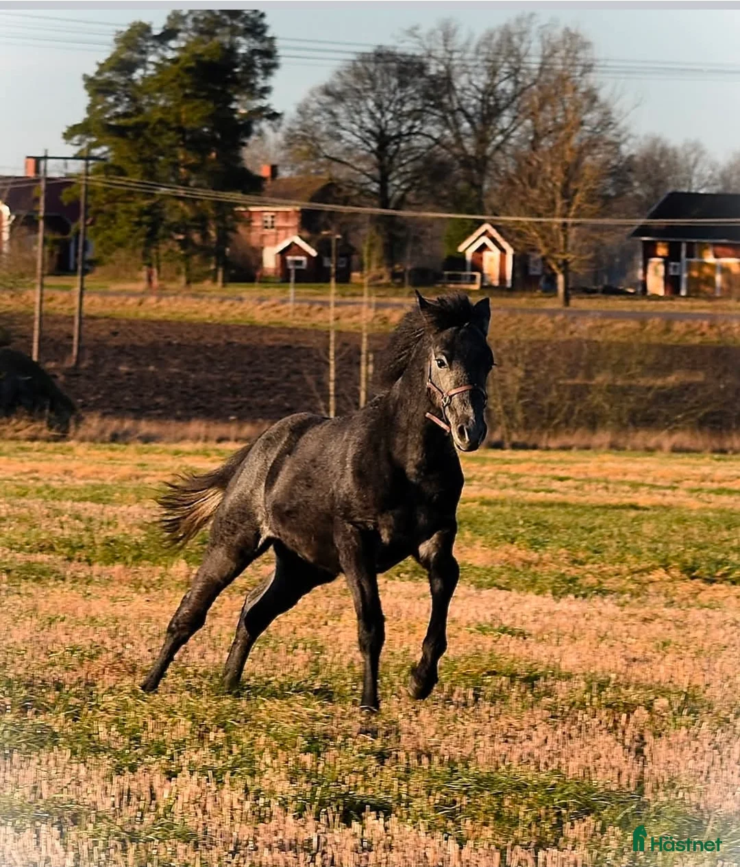 Allround hästar till salu: Trevlig svenskfödd Connemarahingst *2025 - Annons 6