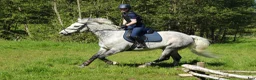  hästjobb finnes: Stalljobb sökes fr.o.m september! i Göteborg - Annons 1