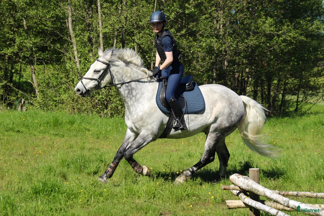  hästjobb finnes: Stalljobb sökes fr.o.m september! i Göteborg - Annons 1