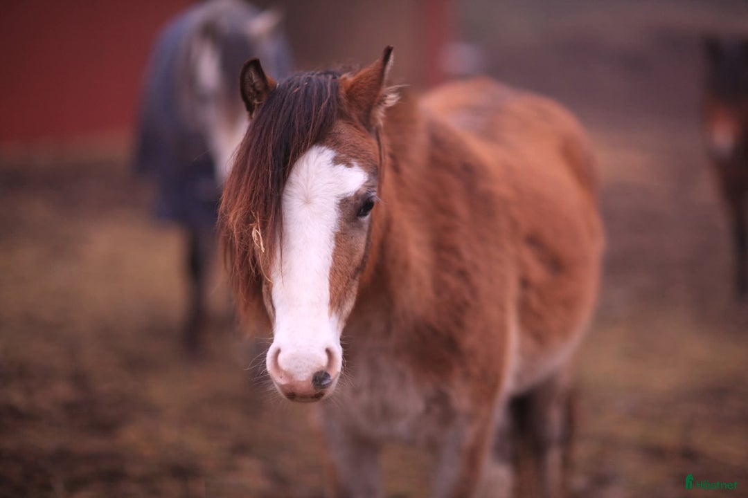 Allround hästar till salu: Trevligt welsh sto i Varnhem - Annons 3