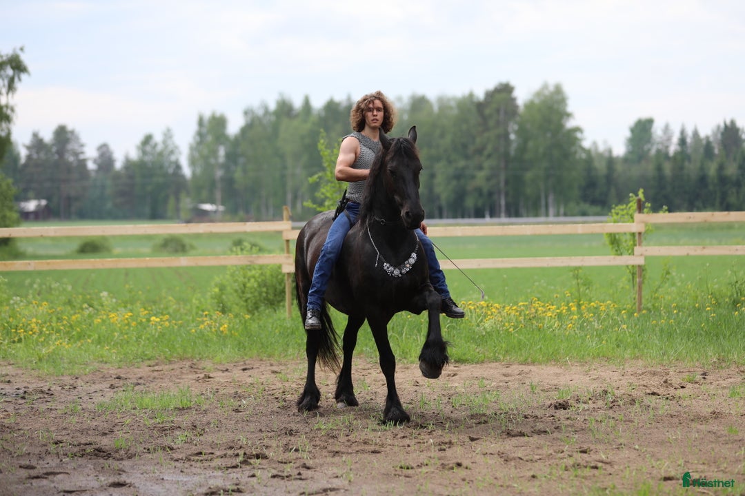 Allround hästar till salu: **Exceptional Horse for Sale** - Annons 10
