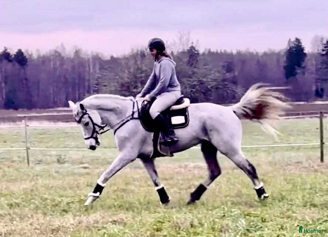 Allround hästar till salu: Mycket trevlig allround/hopphäst i Sala - Annons 3
