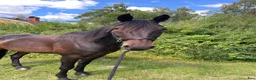 Allround hästar till salu: Ridtravare  i Marbäck - Annons 2