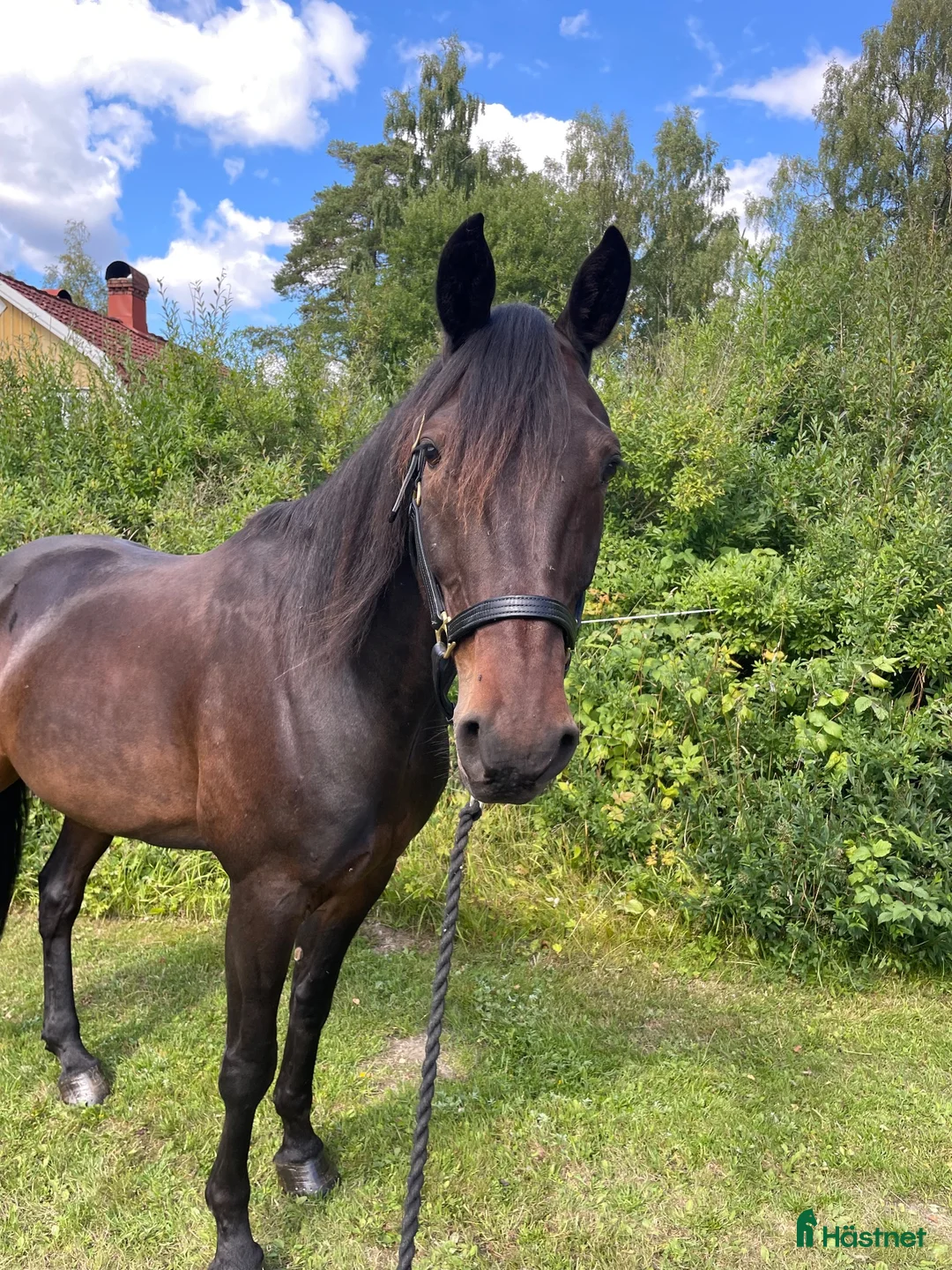 Allround hästar till salu: Ridtravare  i Marbäck - Annons 2
