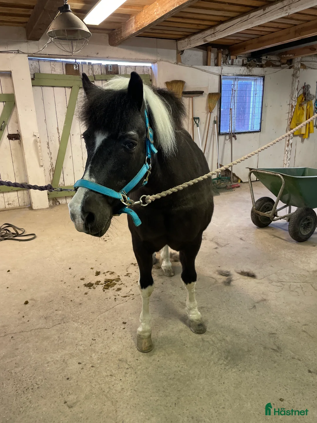 Allround hästar till salu: B-ponny i Skövde - Annons 2