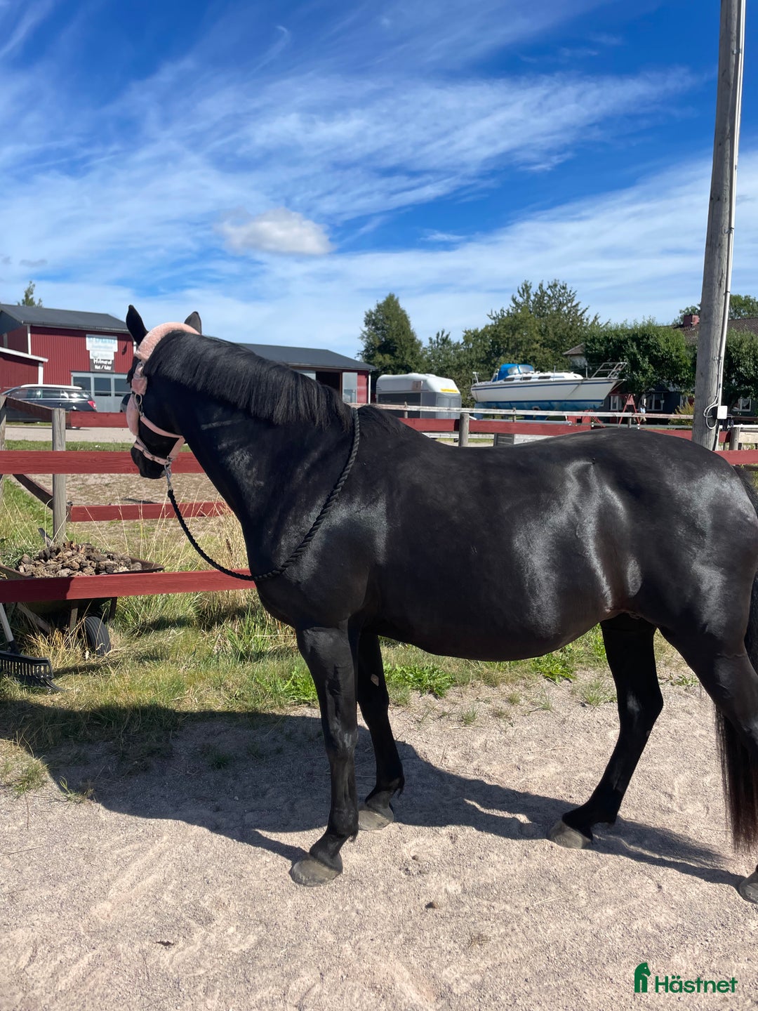 Allround hästar till salu: Fantastisk snällt sto till salu i Brålanda - Annons 3